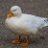 saturnquack